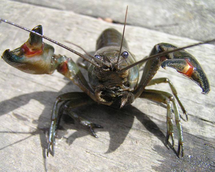 Yabbying - Blackwood Outdoor Specialist School